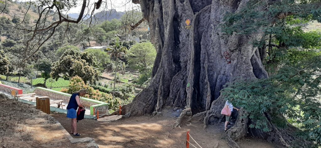 Boa Entrada is home to one of Cape Verde’s most impressive natural monuments – the Giant Baobab tree. Considered one of the oldest and largest trees in the archipelago, it stands as a symbol of strength, history, and cultural heritage. Visiting this majestic tree is a memorable highlight for any traveler exploring Santiago.