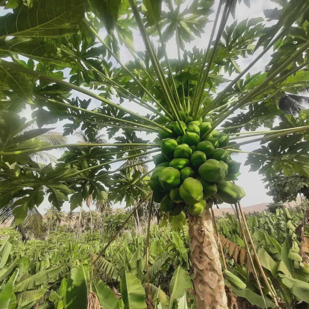 Fresh papaya fruit from Santiago Island, Cape Verde, tropical fruit on a local market or farm
